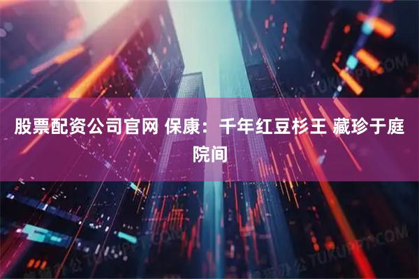 股票配资公司官网 保康：千年红豆杉王 藏珍于庭院间